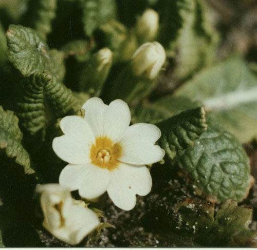 Примула бесстебельная - Primula acaulis (L.) L. 