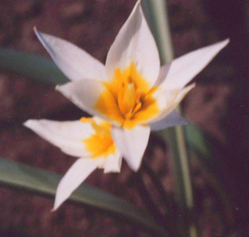  Тюльпан двухцветковый - Tulipa biflora Pall. (1776)