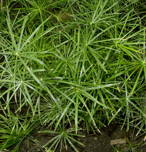 Циперус очереднолистный - Cyperus alternifolius L.