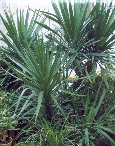 Юкка алоэлистная - Yucca aloifolia L.