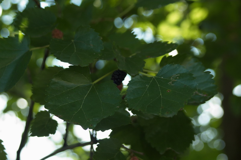 Morus nigra L. – Шелковица черная