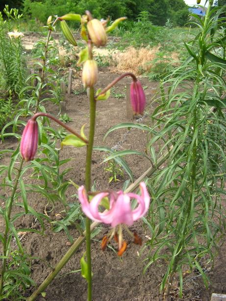 Lilium martagon subsp. сaucasicum Miscz. еx Grossh - Лилия кудреватая подвид кавказский