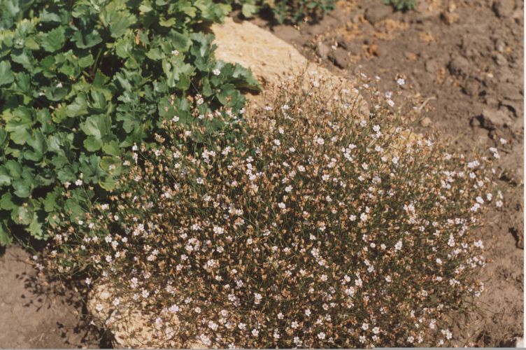 ​Петрорагия камнеломка - Petrorhagia saxifrage ​