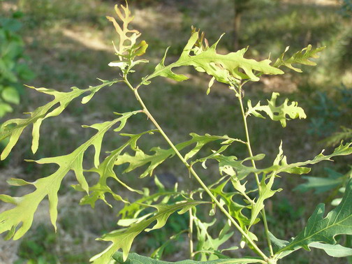 Quercus robur f. heterophylla (Loud.) - Д. черешчатый