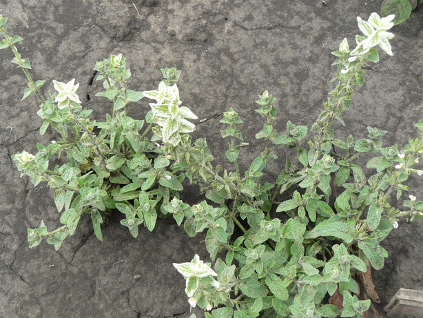 Шалфей зеленый - Salvia viridis
