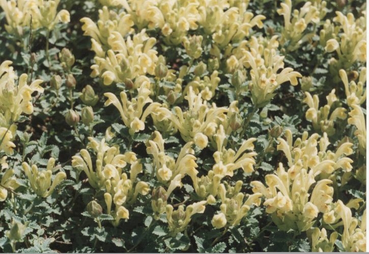 ​Шлемник восточный - Scutelaria orientalis ​