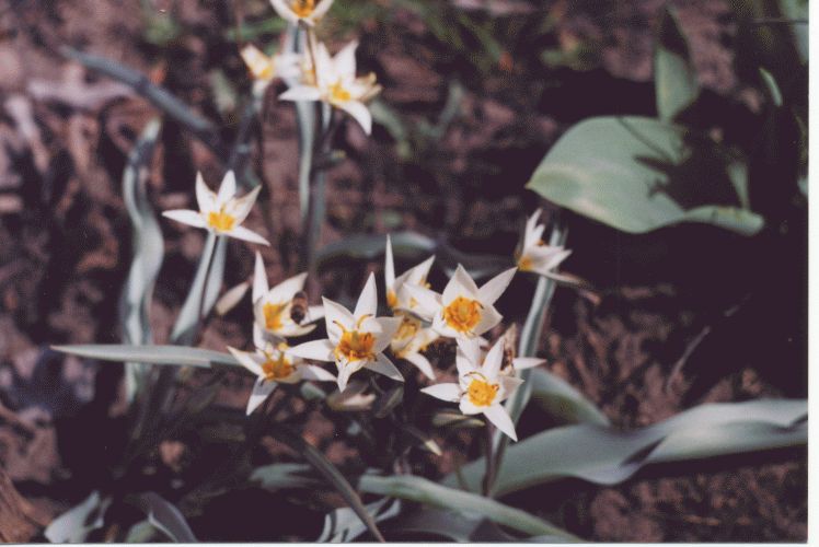 ​Тюльпан туркестанский - Tulipa turkestanica ​