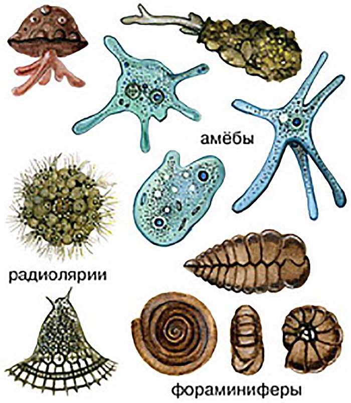 Картинки строение простейших