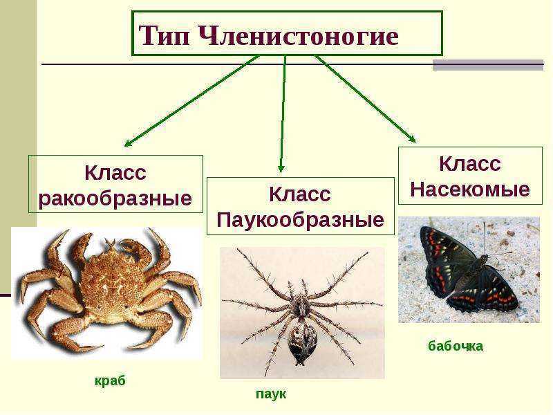 Диаграмма животные позвоночные и беспозвоночные