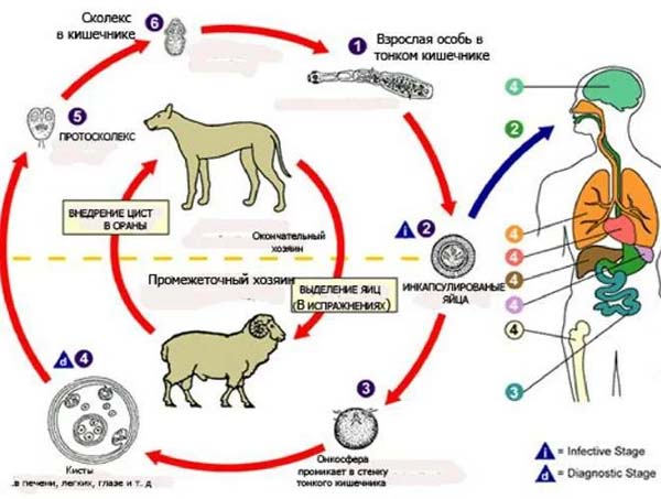 Половозрелая стадия эхинококка рисунок