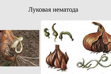Нематоды паразиты растений