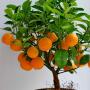 Домашний апельсин карликовый