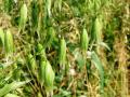 Овес посевной лечебные свойства применение описание трава