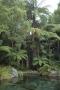 Влажные тропические леса Новой Зеландии
