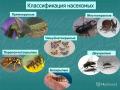Классификация насекомых