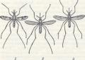Комары болезни