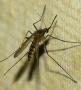 Малярииные комары